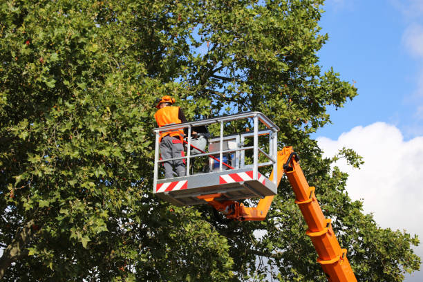 The Steps Involved in Our Tree Care Process in Clarendon, AR